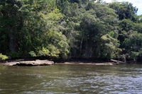 Mata---Rio-Maraú