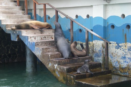 Eu chamo de foca, eles de lobo marinho, so muitas e em todos os lugares