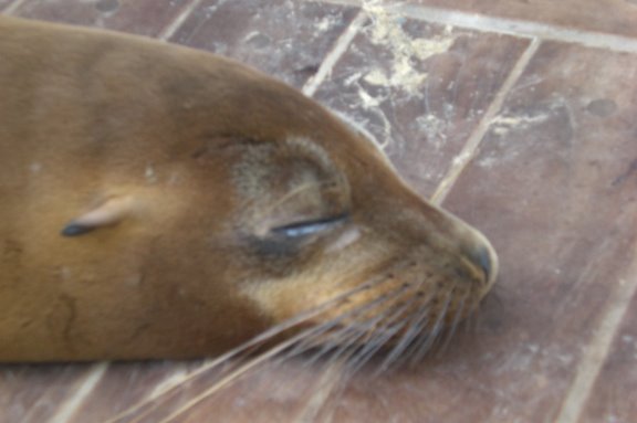 Lobo marinho em San Cristobal