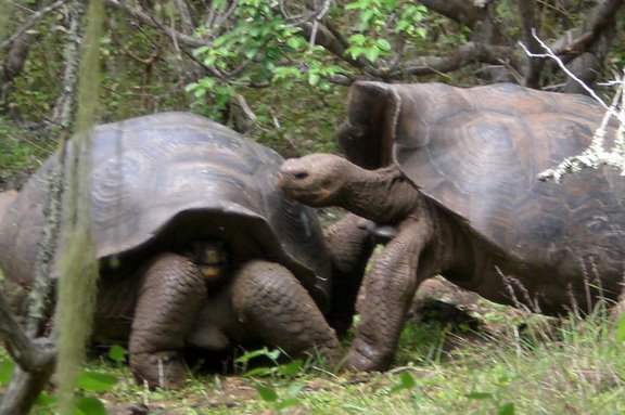 Galápagos