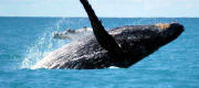 Baleia Jubarte ao largo de Abrolhos. Foto de Hlio Viana