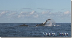 Baleia - Abrolhos 1