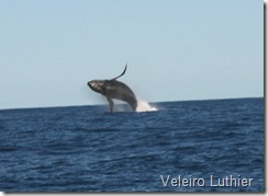 Baleia - Abrolhos 2