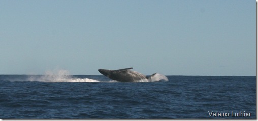 Baleia - Abrolhos 3