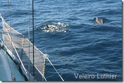 Golfinhos - Abrolhos 1