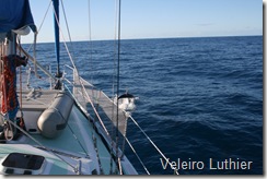 Golfinhos - Abrolhos 2