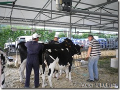 Exposição de animais