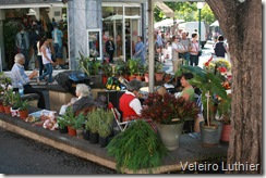Venda de Flores e Plantas no Funchal