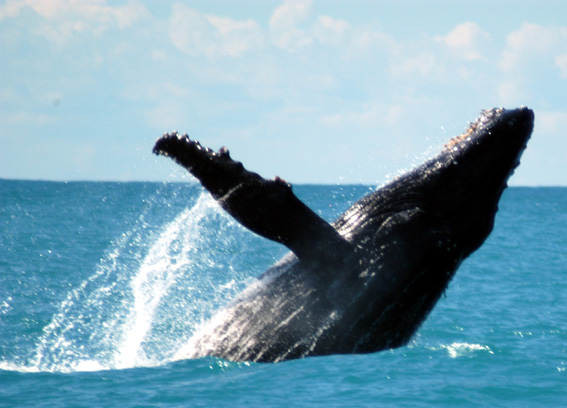 18ABR4.jpg - Uma baleia Jubarte brinca prximo ao barco
