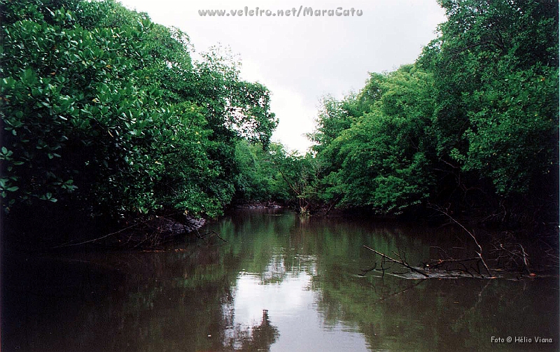 11CanavieirasBelmonte.jpg - Mangue entre Canavieiras e Belmonte