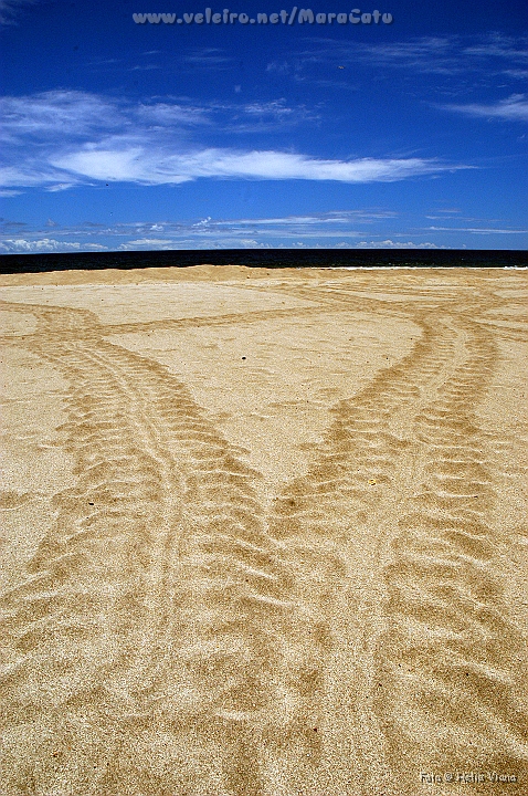 DSC_6993.jpg - Praia das Tartarugas: a verde, que desova aqui, pode chegar aos 1,30m.  a terceira em tamanho, depois da de pende e da de couro